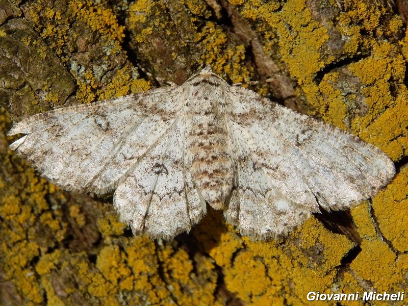 E questa bella Noctuidae chi  ? - Geometridae A. selenaria